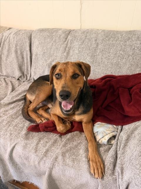 MR BEAR - Hound available for adoption