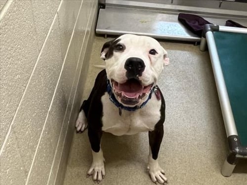RAZZIE - Pit Bull Terrier available for adoption