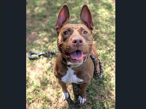 KOKO - Pit Bull Terrier available for adoption