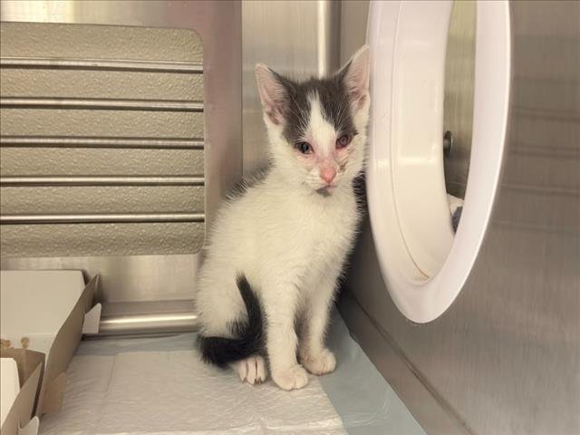 YOSHI - Domestic Short Hair available for adoption