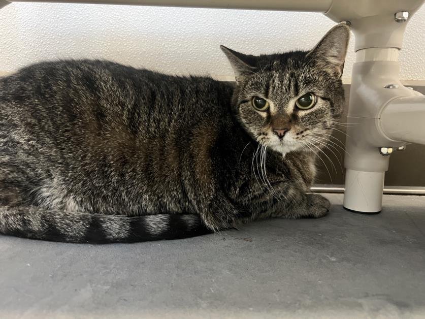 SUGAR - Domestic Short Hair available for adoption