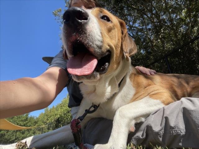 CANELO Image