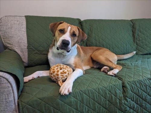 CANELO - Anatolian Shepherd available for adoption