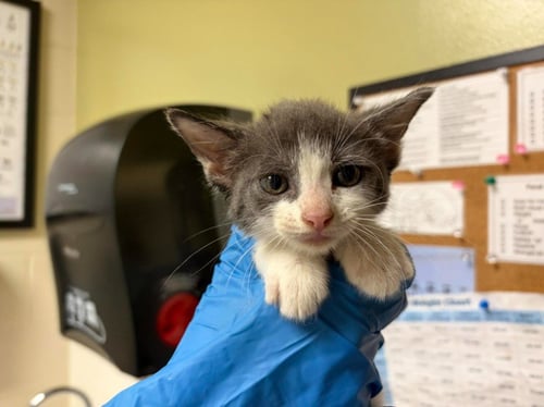 LEWIS - Domestic Short Hair available for adoption