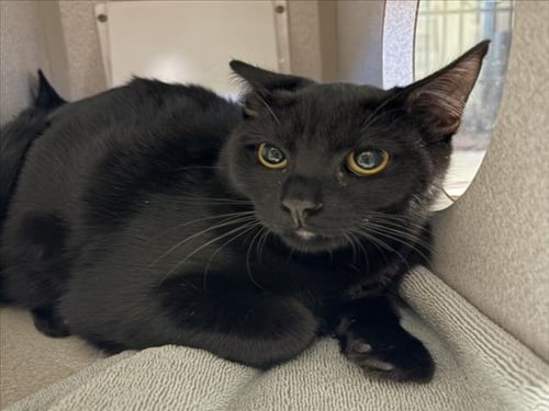 GUS - Domestic Medium Hair available for adoption
