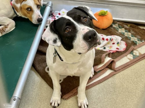 MANCHA - American Staffordshire Terrier available for adoption