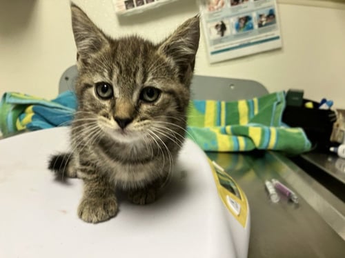 CHARLIE BROWN - Domestic Short Hair available for adoption