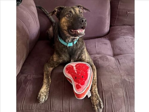 BRINDLEY - Pit Bull Terrier available for adoption