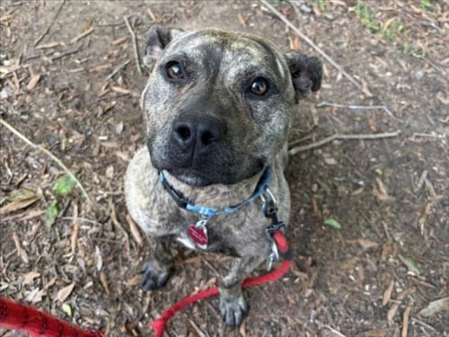ANISSIA** - Pit Bull Terrier available for adoption