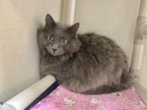 DUSTY - Domestic Long Hair available for adoption