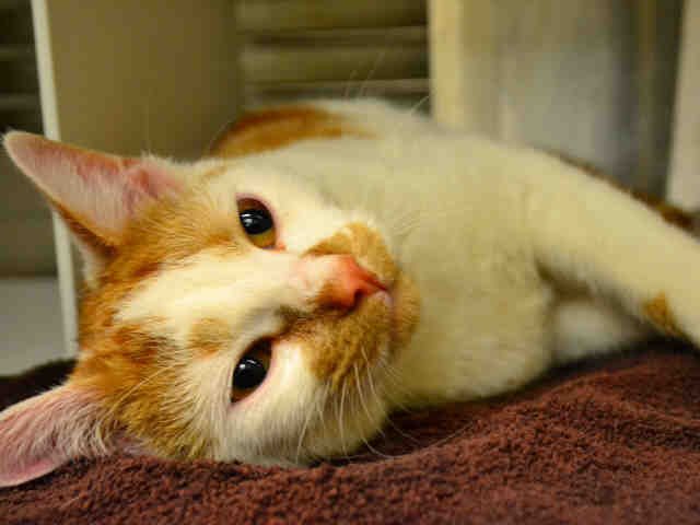 FERGUS Image