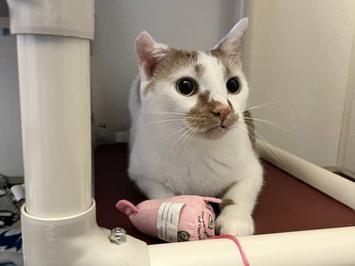 FERGUS - Domestic Short Hair available for adoption