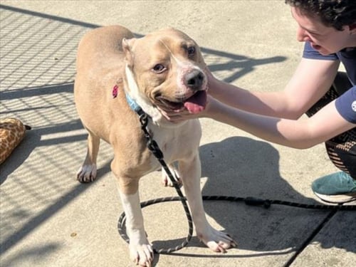 HAKU - Pit Bull Terrier available for adoption
