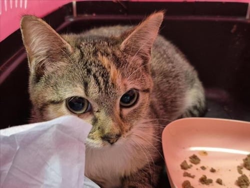 TAILS - Domestic Short Hair available for adoption