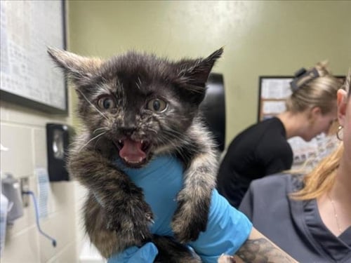 FURRGIE - Domestic Short Hair available for adoption
