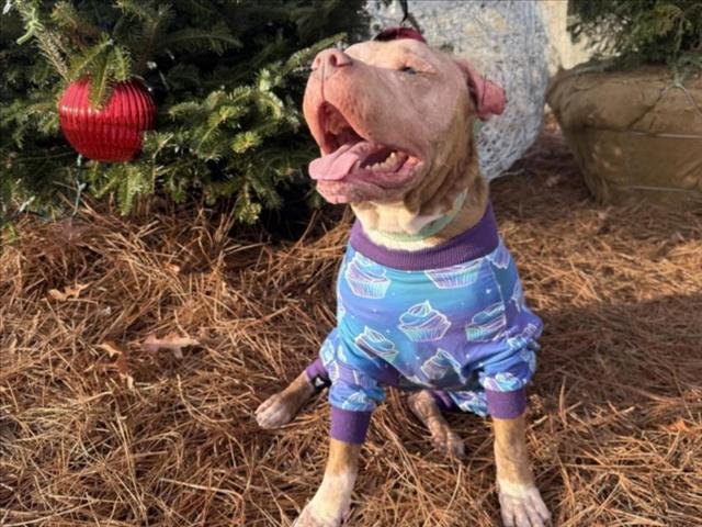 MONTE - Pit Bull Terrier available for adoption