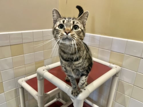 BABY KITTY - Domestic Short Hair available for adoption