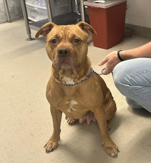 MELA (NINA) - Pit Bull Terrier available for adoption