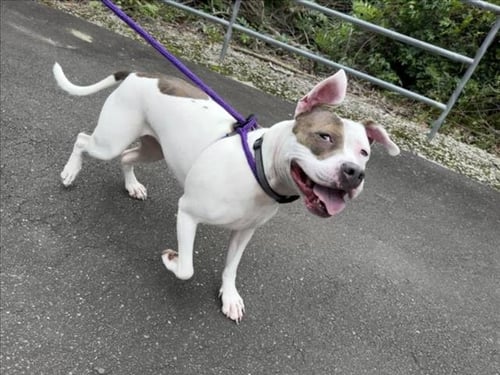 EVE - American Staffordshire Terrier available for adoption