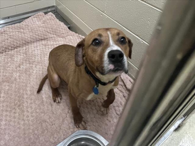 WILBERT - Hound available for adoption