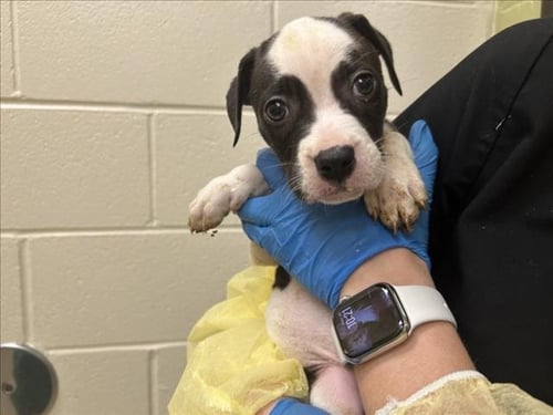 BIBBLE - Hound available for adoption