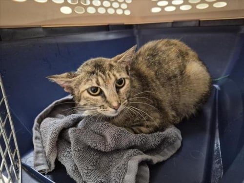 PRINCESS - Domestic Short Hair available for adoption