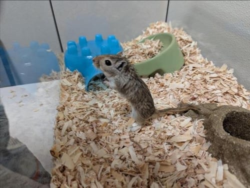 DELTA - Gerbil available for adoption