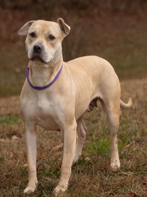 MAE MAE - Pit Bull Terrier available for adoption