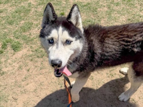 GUNNER - Siberian Husky available for adoption