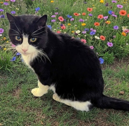 BRAILLE - Domestic Short Hair available for adoption