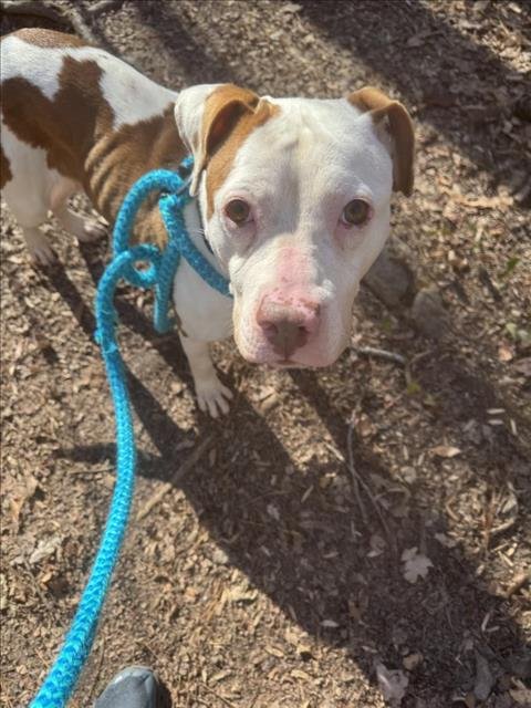 BROOKIE** - Pit Bull Terrier available for adoption