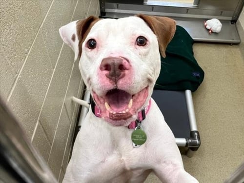 BROOKIE** - Pit Bull Terrier available for adoption