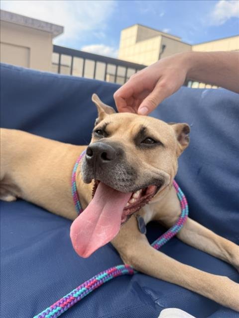 GATOR - Pit Bull Terrier available for adoption