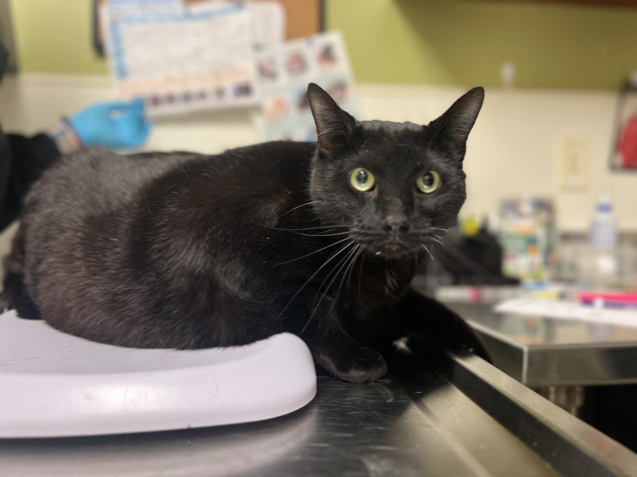 YIN - Domestic Short Hair available for adoption