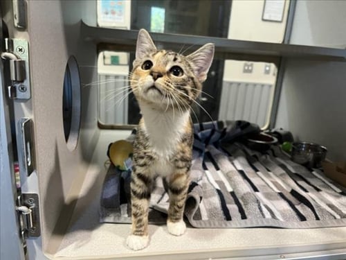 PORK CHOP - Domestic Short Hair available for adoption