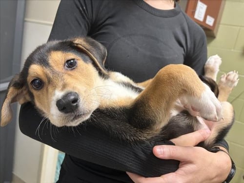 CHEX - Hound available for adoption