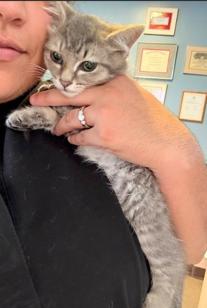 SMOKEY - Domestic Short Hair available for adoption