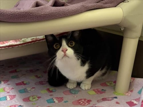 LANEY - Domestic Short Hair available for adoption