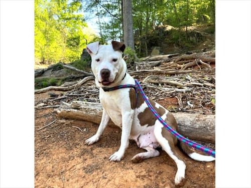 CICI** - Pit Bull Terrier available for adoption
