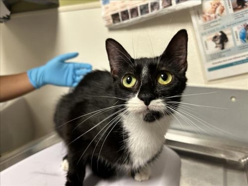 DAWN - Domestic Short Hair available for adoption