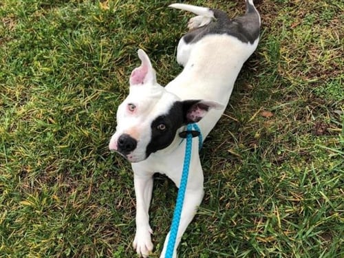 BELLITA - Pit Bull Terrier available for adoption