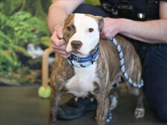 ROSE** - Pit Bull Terrier available for adoption