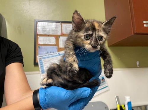PURRL - Domestic Short Hair available for adoption
