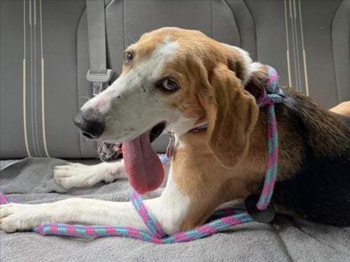 WERTHERS** - Hound available for adoption