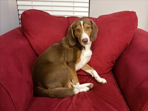 COPPER - Hound available for adoption