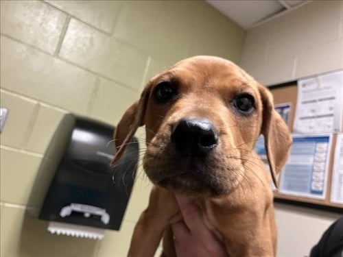 CASPER - Boxer available for adoption