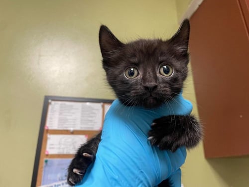 CATSANOVA - Domestic Short Hair available for adoption