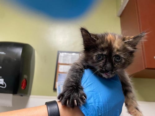 CATRINA - Domestic Short Hair available for adoption