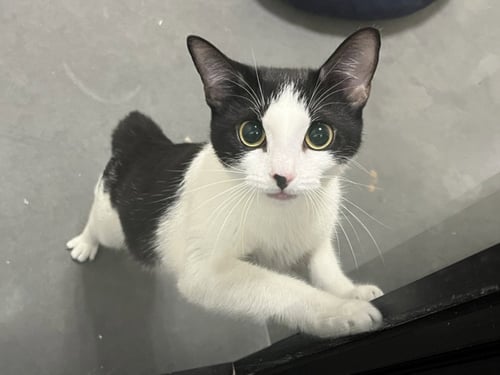 TINKERBELL - Domestic Short Hair available for adoption