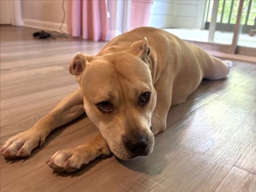 MAE MAE - Pit Bull Terrier available for adoption